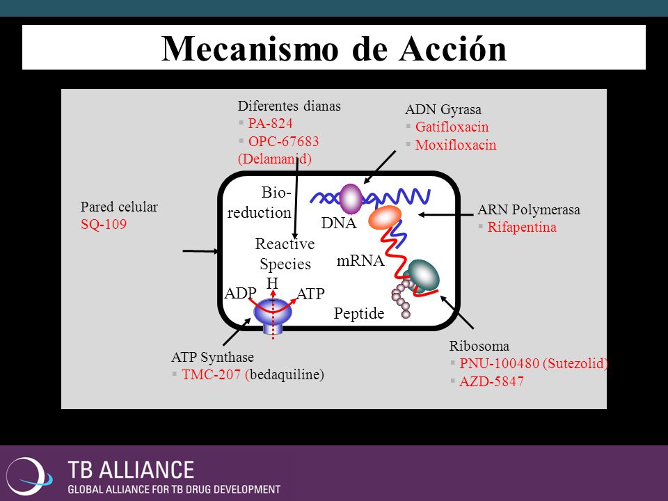 Simpaticomimeticos mecanismo de accion pdf
